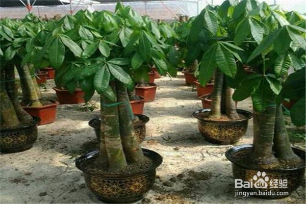 招财树的养殖方法和注意事项都有哪些？