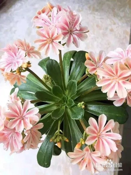 做好6件事,绿萝不死不伤,月季长寿花开满盆