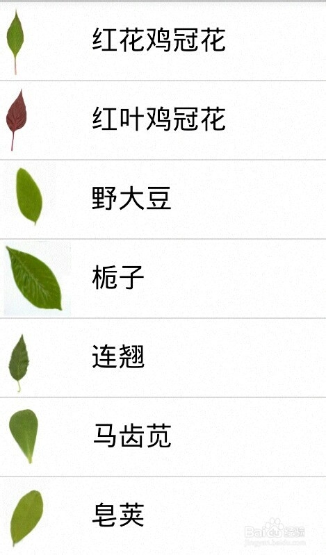 如何根据图片照片识别植物名称?