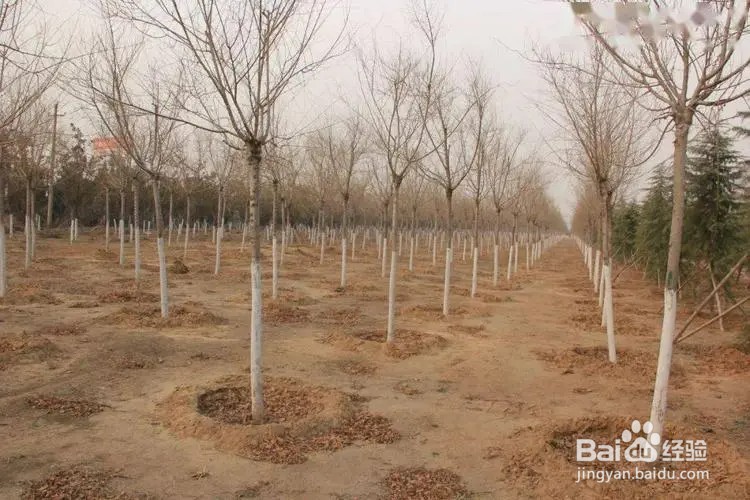 树根刷白色什么作用