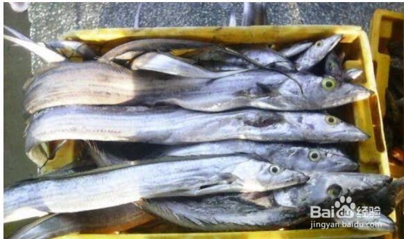 挑选带鱼的技巧