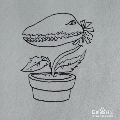 怎么画一棵厉害的食人花盆栽卡通简笔画 百度经验