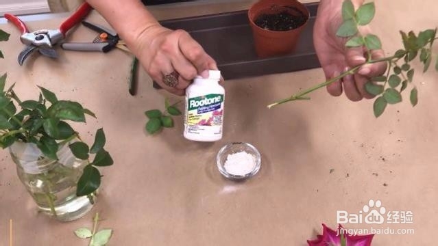 在家怎么栽种一盆美美的玫瑰？