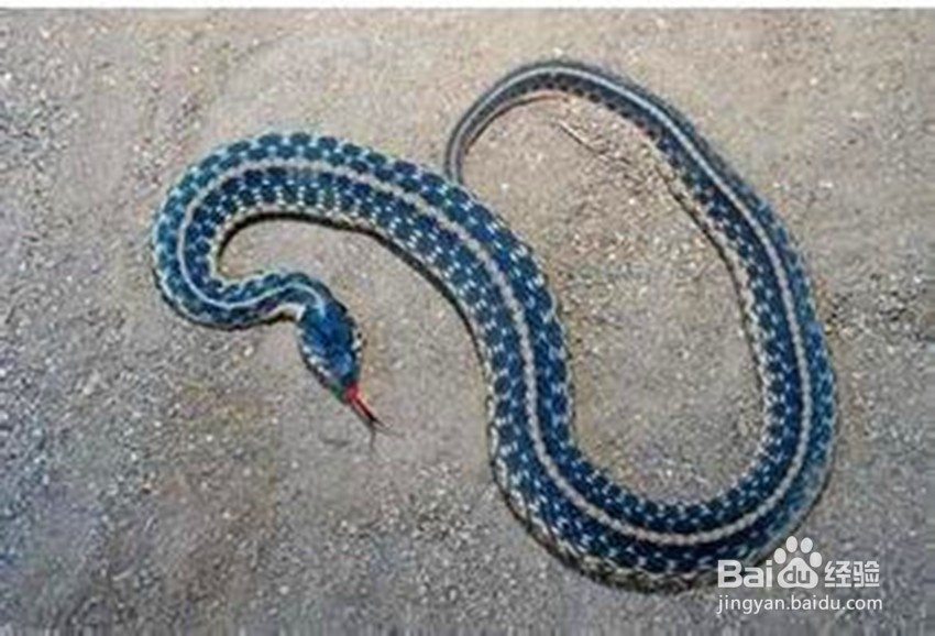 <b>如何区分一条蛇是毒蛇还是无毒蛇</b>