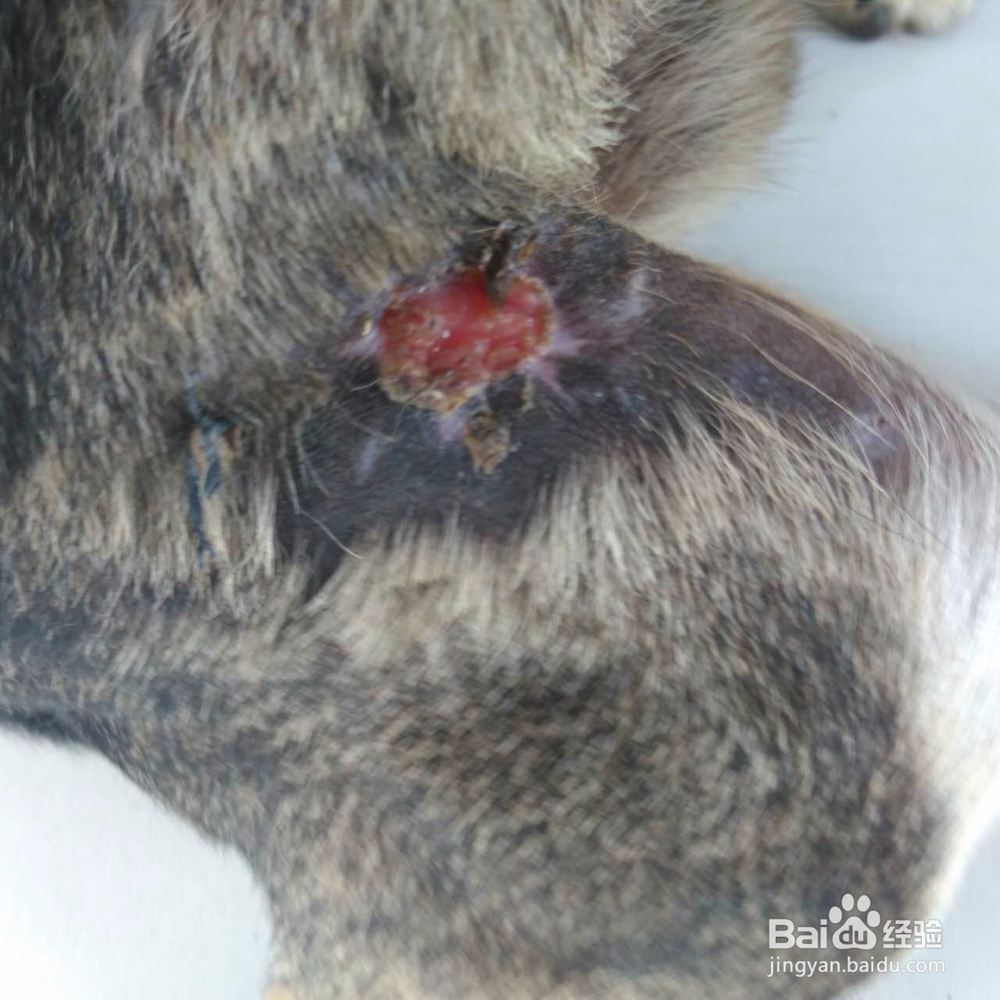 如何自治被狗咬伤的狗狗