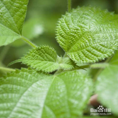 苎麻的养殖方法和注意事项