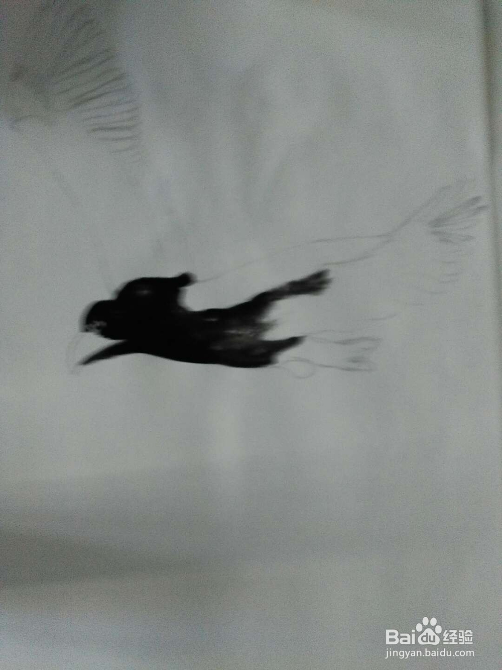 大鹏展翅的画法