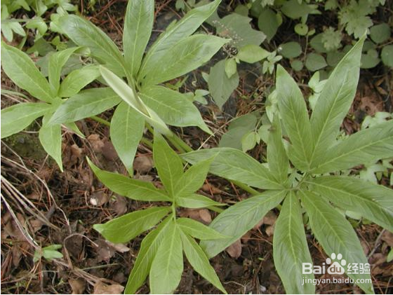 病毒性肝炎【华佗妙法】：[2]芳化愈肝汤