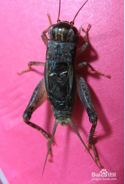 蛐蛐吃什么？蟋蟀吃什么东西好？