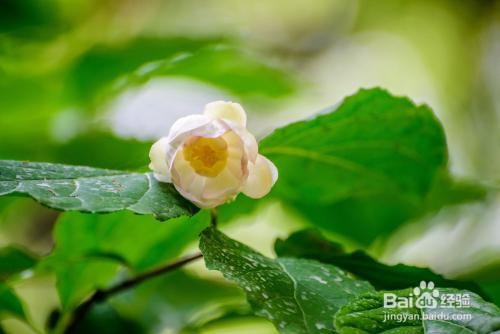 夏腊梅的种植方法和注意事项