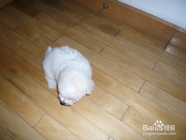 狗狗毛不好怎么办？嘴边毛黄怎么办？