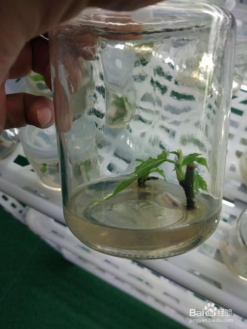 构树组培快繁技术-含配方和操作步骤