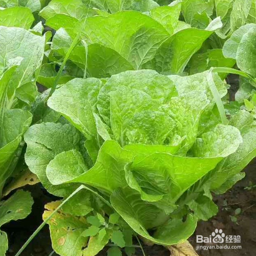白菜叶子发黄是什么原因