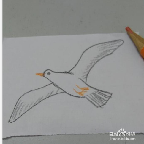 大方得体的海鸥
