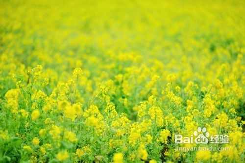 怎样祛痘痘【教你如何消除痘痘】