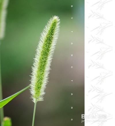 独特的几种“花”的花语
