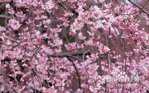 关于地中海贫血的危害
