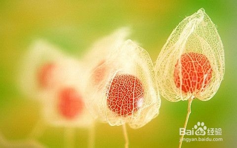 姑娘果的功效与作用