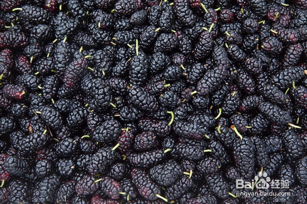 黄精桑葚泡酒的做法