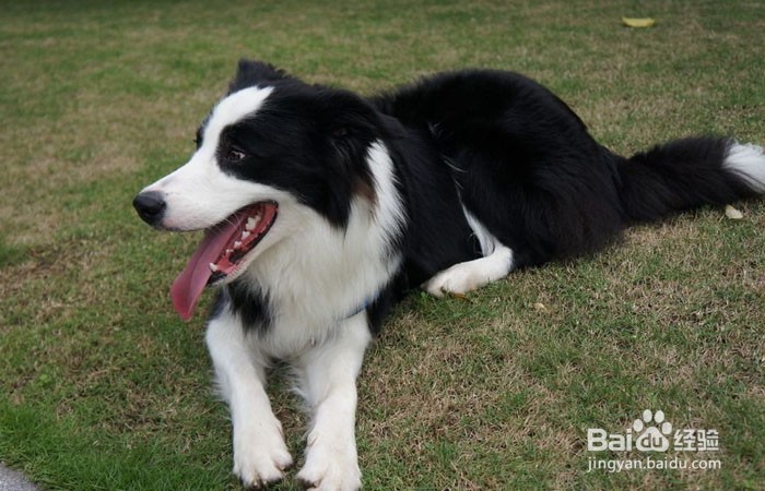 柴犬与边牧窝里斗怎么办?