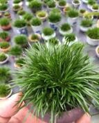 菖蒲的种植方法视频