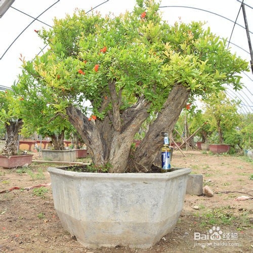 盆景树柱布局技巧