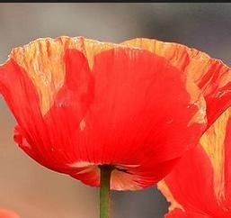 健康生活小知识10