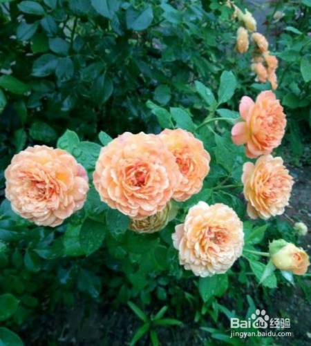 老花农的一颗月季真漂亮，难怪给他多少钱都不换