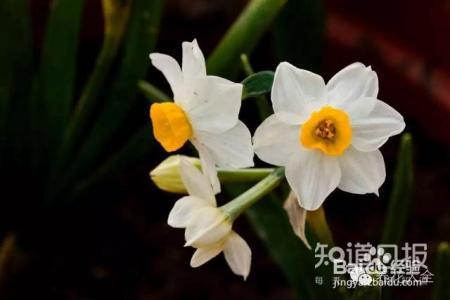 人民币上的花，你家都养了吗