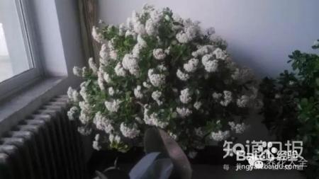 铁树开花难有些花100年开1次才是真绝色