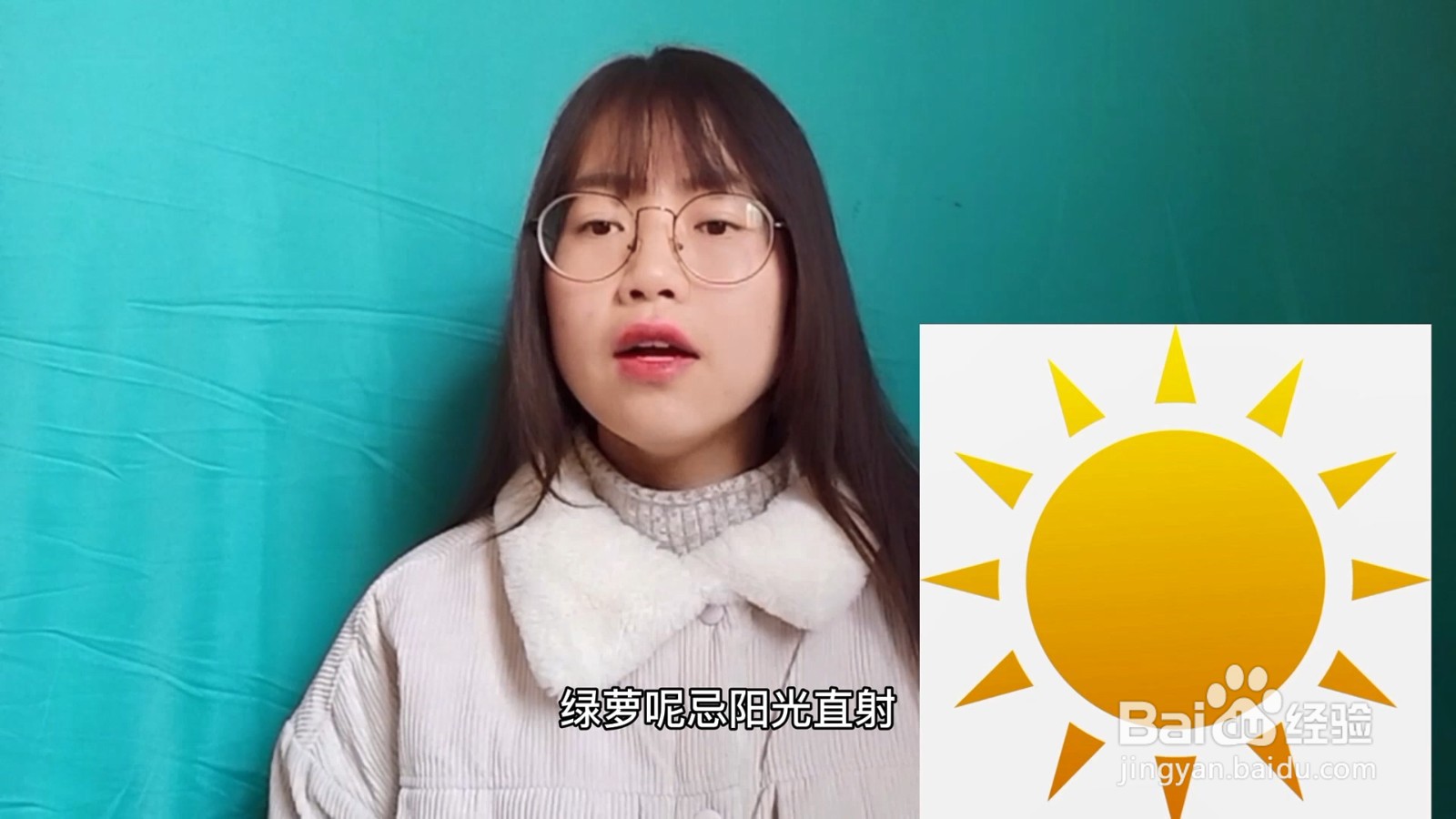 绿萝的养殖方法和注意事项