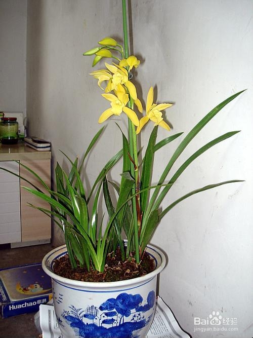 兰花如何养会长得好？