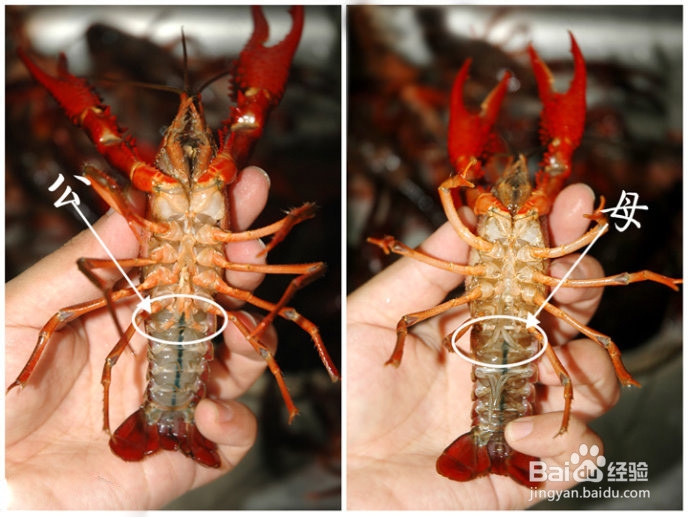 吃货自己做：[10]