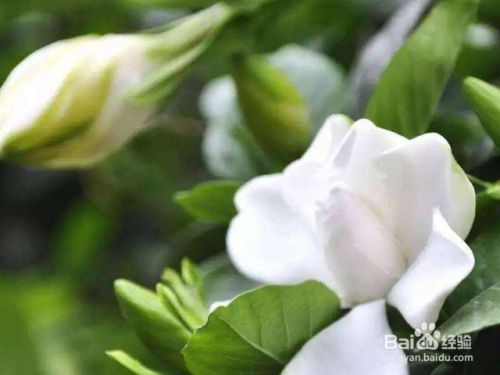 栀子花可以水培吗 什么时间最佳 百度经验 栀子花可以水培吗 什么时间最佳 百度经验
