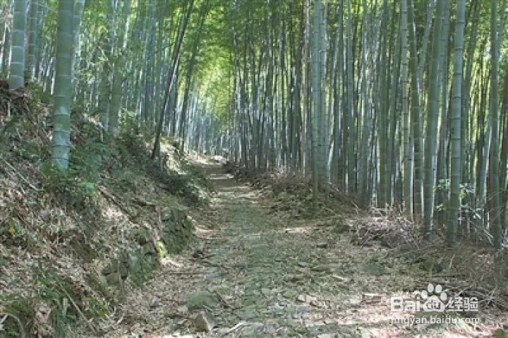 宁波爬山古道攻略