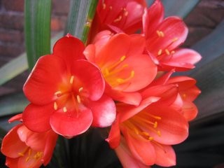 如何防止君子兰“夹箭”?