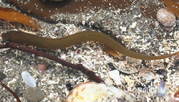 海鲜杂鱼锅一般包含哪些海鲜