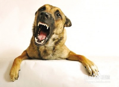 宠物疾病预防：[2]狂犬病