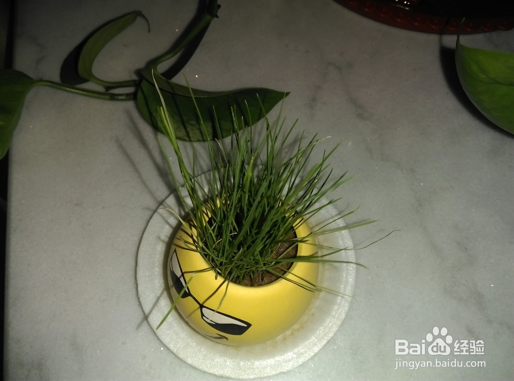 怎样种植小草盆景