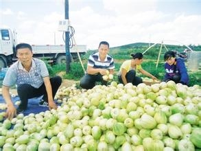 如何挑选香甜的香瓜