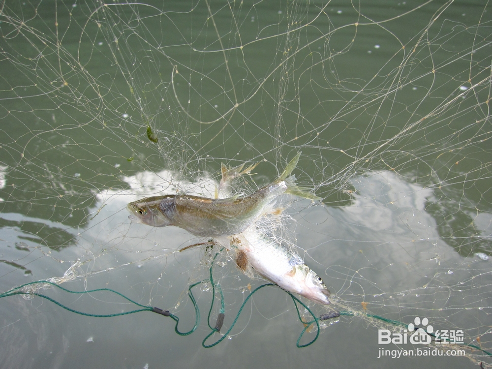 怎样捕捉刁子鱼又怎样用它来烧烤?