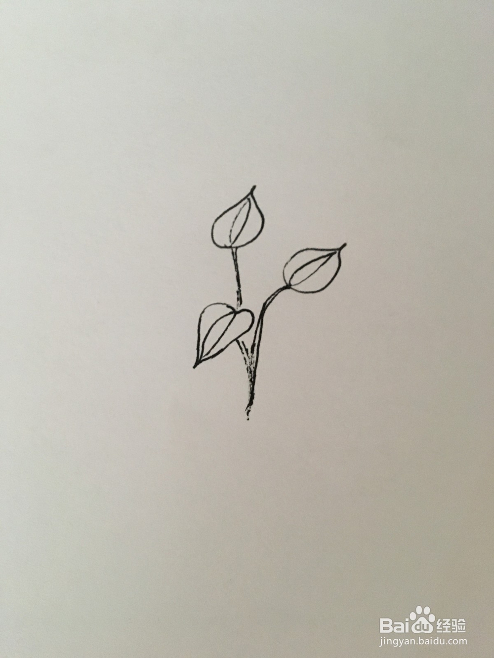 幼儿简笔画：马蹄莲花的画法