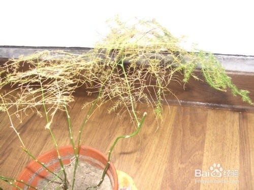 文竹叶子枯黄怎么办？