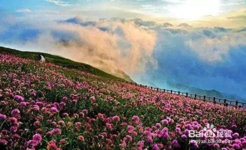 贵州百里杜鹃旅游攻略