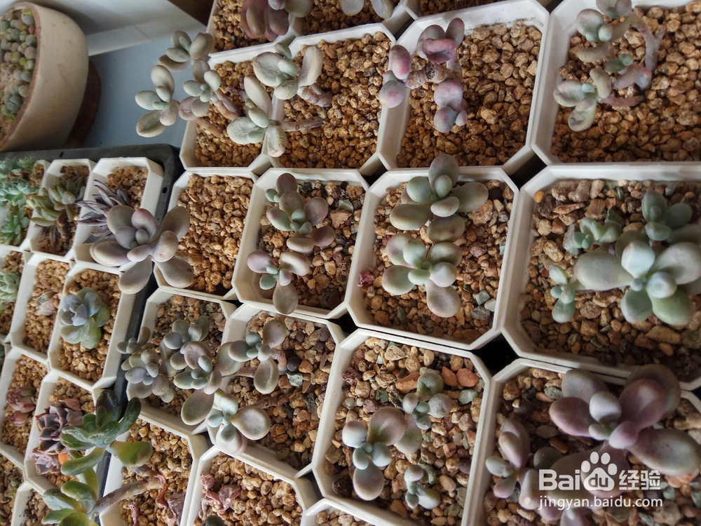 多肉里面长新芽怎么办