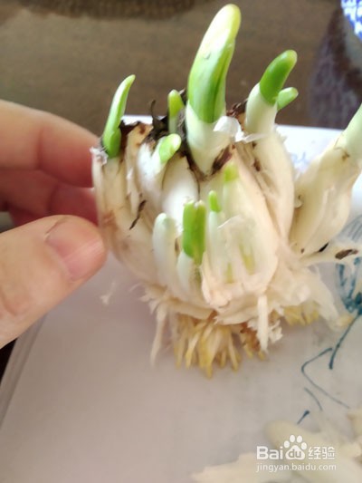 如何雕刻水仙花
