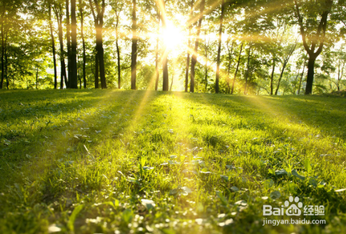 向日葵怎么养在花瓶