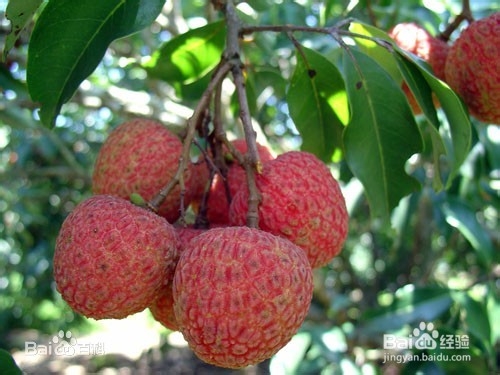 怎样挑选新鲜荔枝 选购荔枝7大技巧