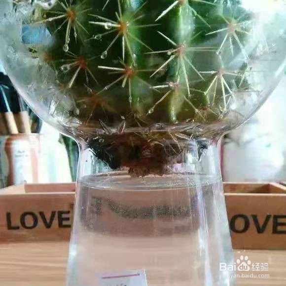 夏天多肉老烂根,丢水里能保命爆盆,越长越旺