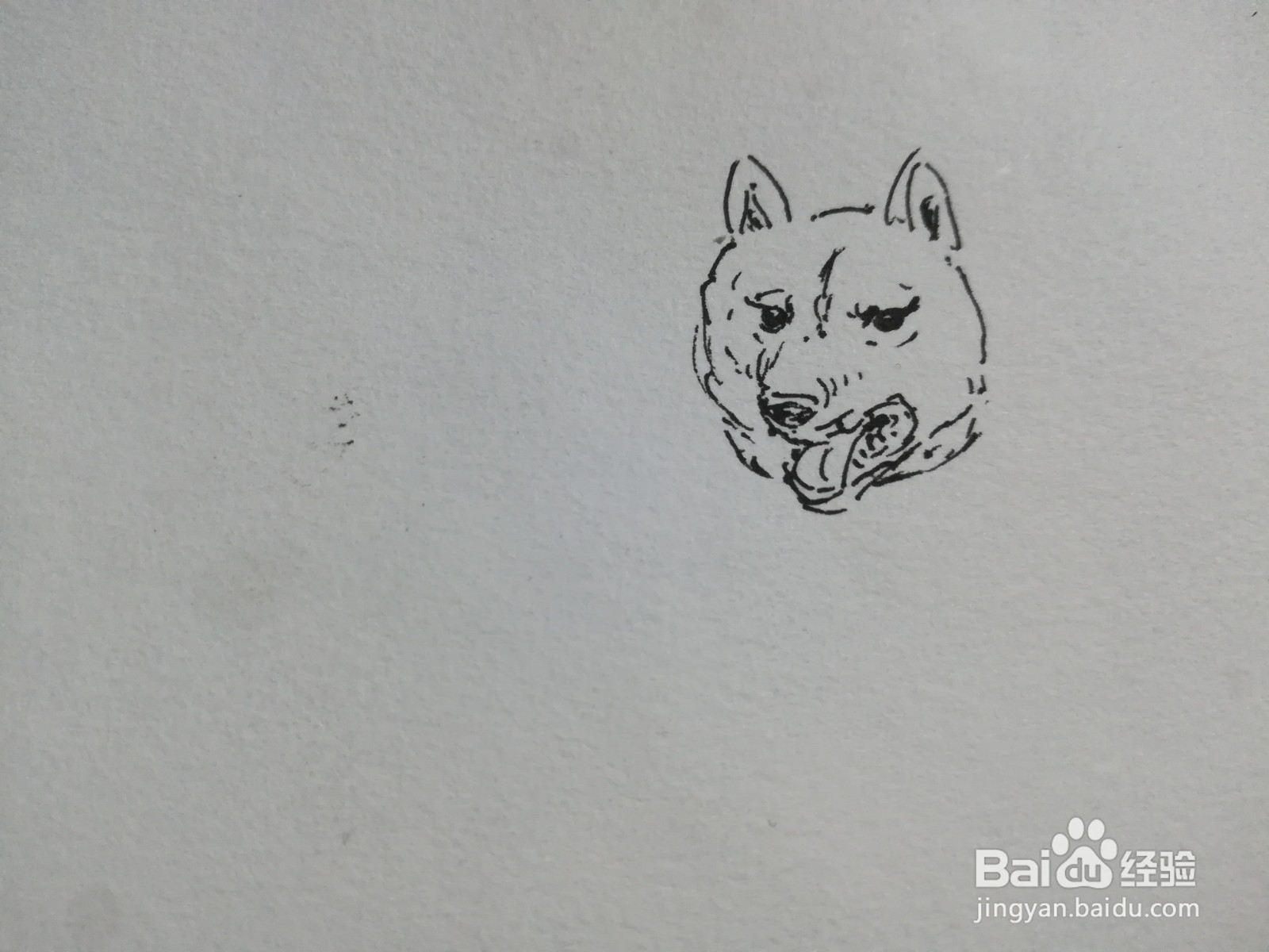 怎么画中华田园犬